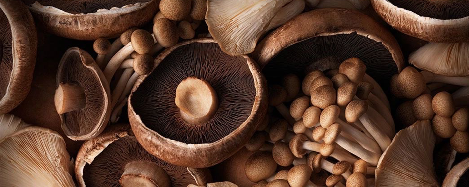 Shitake: Confira 5 benefícios de consumir o cogumelo e como