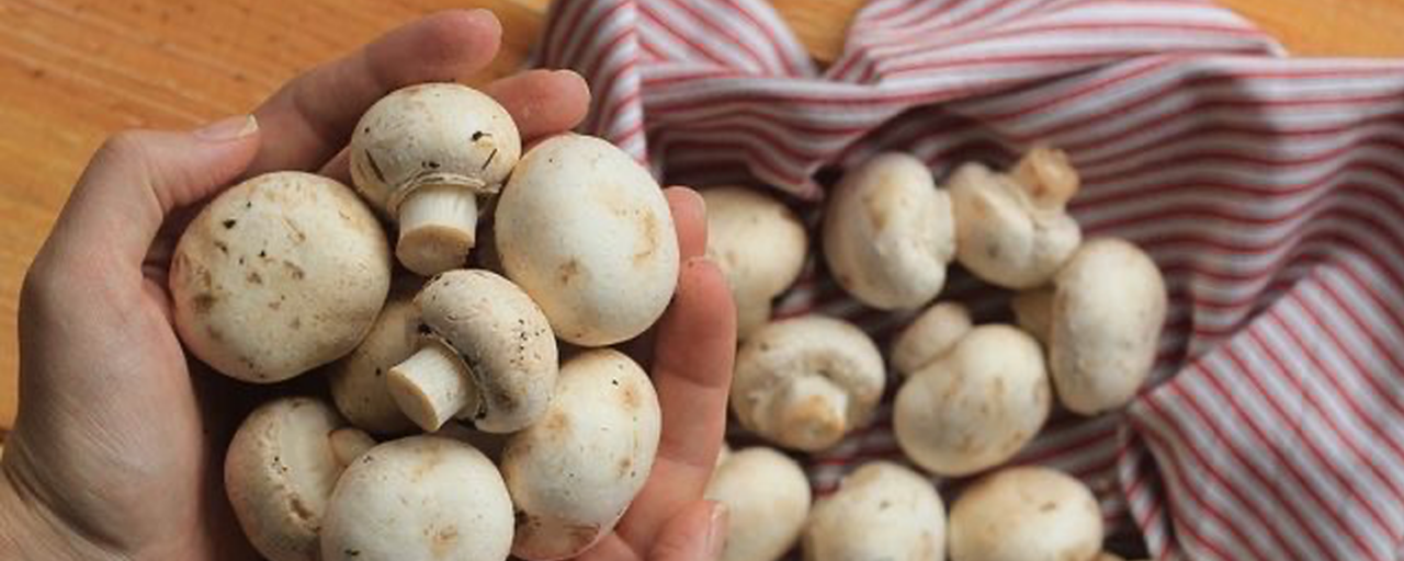 Como limpar, conservar e congelar os cogumelos? Blog Fungo de Quintal