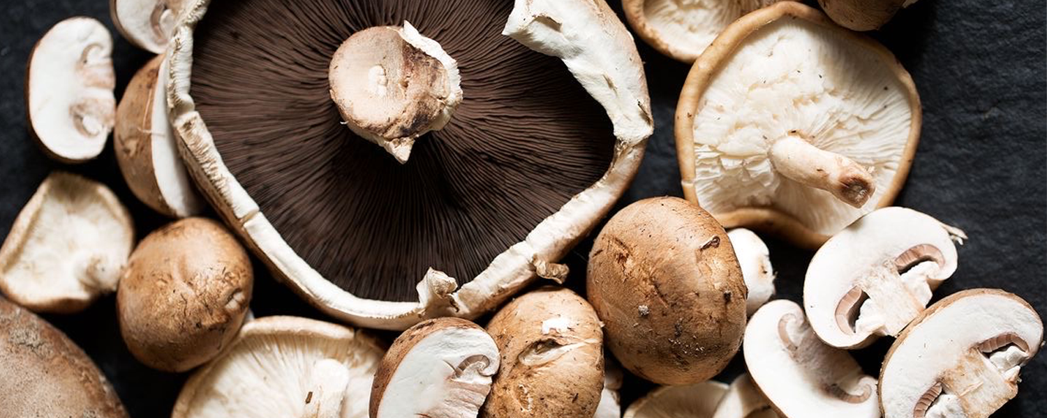 🍄 Cogumelos e Fungos Incríveis 