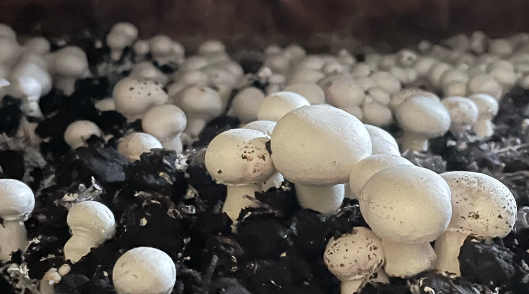 Como se iniciou o cultivo de cogumelos no mundo? 🌎🍄
