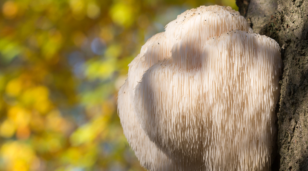 Documentário Fungos Fantásticos (Fantastic Fungi) e o papel dos cogumelos no planeta terra e para a raça humana