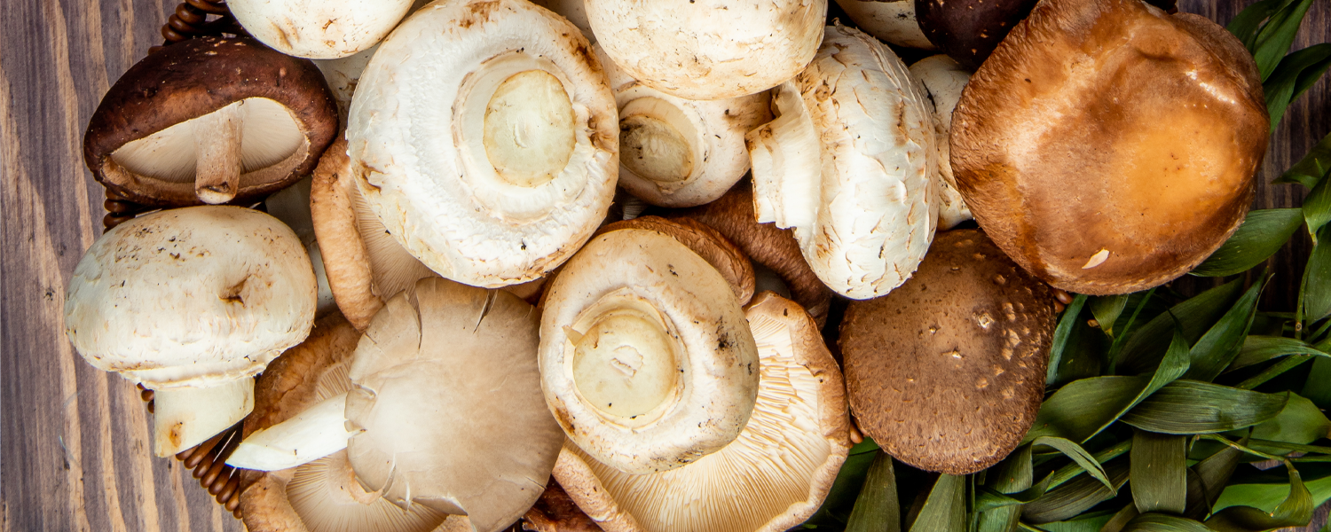 Sabe de onde vem o cogumelo que você come? 