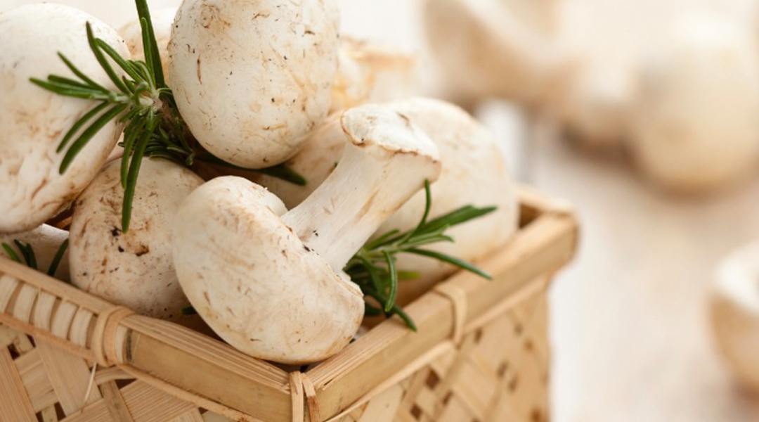 Conheça os benefícios dos cogumelos para a sua saúde