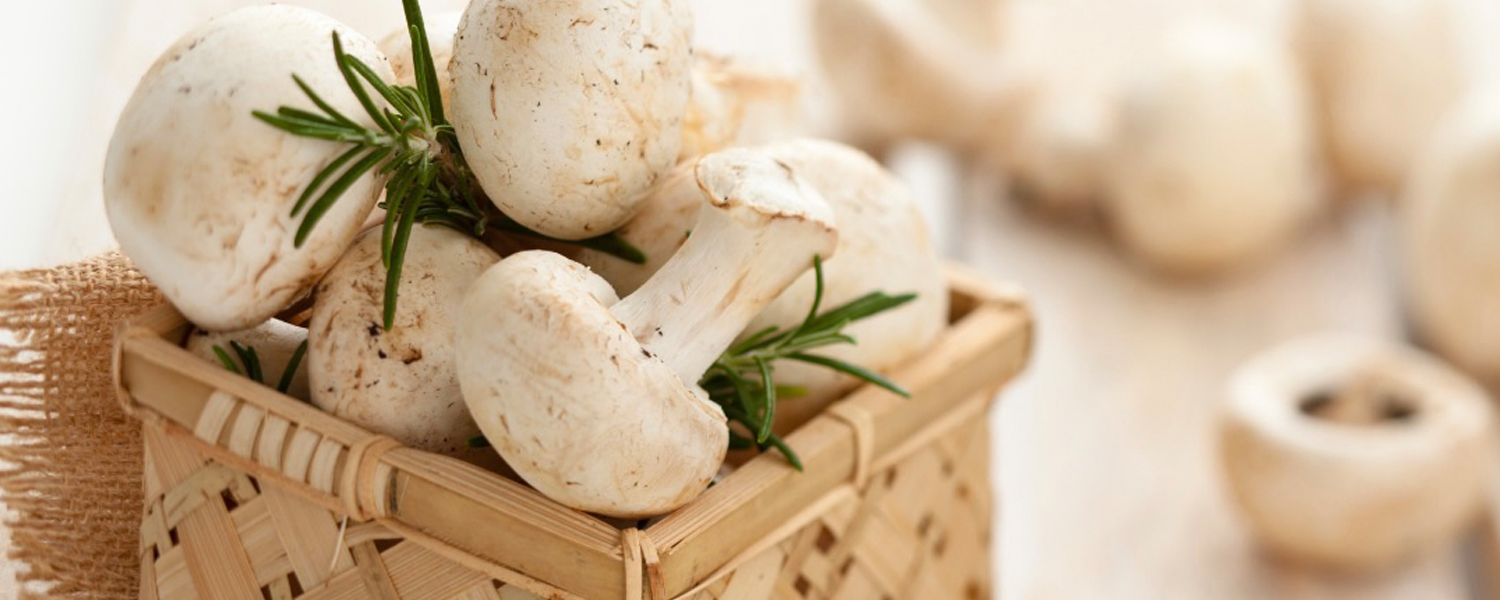 20230608_Conheça os benefícios dos cogumelos para a sua saúde