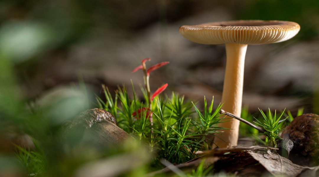Cogumelo e sustentabilidade