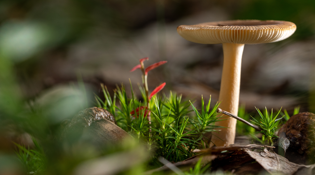 🍄 Cogumelos e Fungos Incríveis 