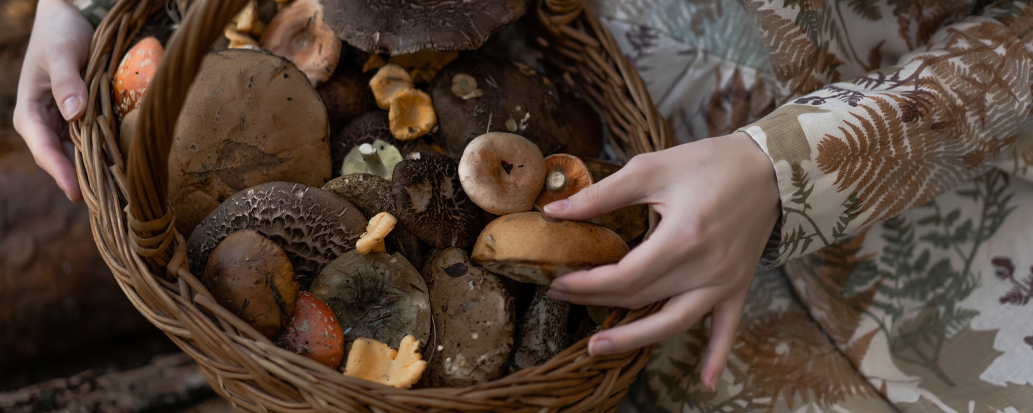 Cogumelos selvagens: cuidados na coleta e identificação segura - Blog -  Fungo de Quintal
