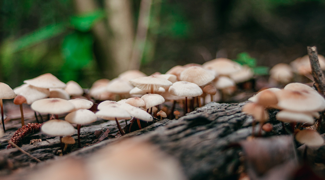 Fungos armazenam um terço das emissões de carbono do planeta