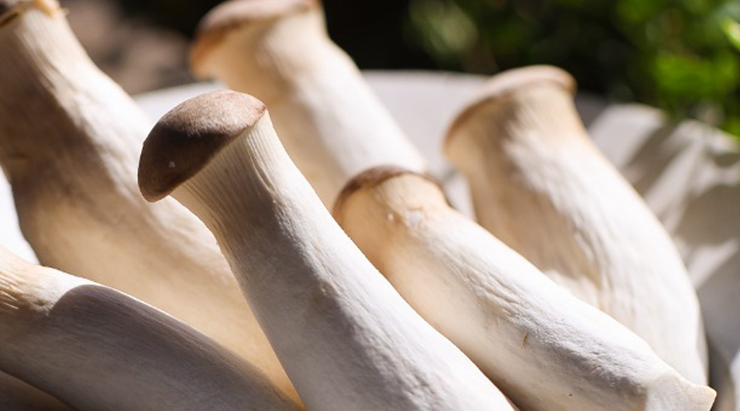Conheça 5 receitas usando o cogumelo eryngui